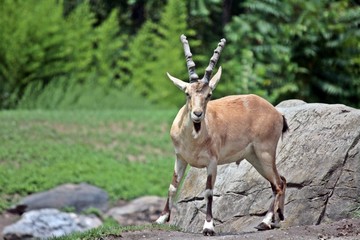 Mountain Goat full view