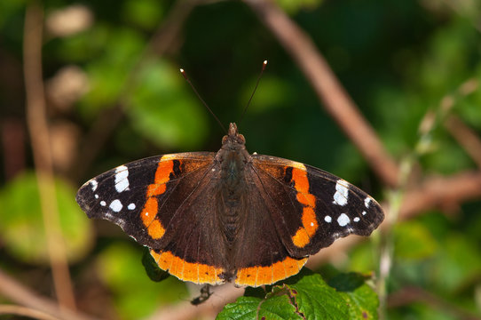 red admiral butterfly