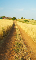 country road through wheat field