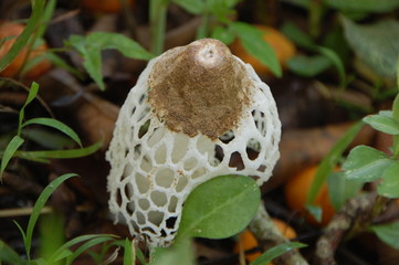 Champignon