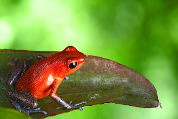 red poison dart frog poison dart frog on leaf