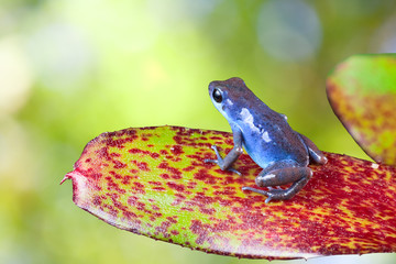 Naklejka premium blue poison dart frog on leaf