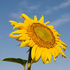 Sunflower closeup against blue sky