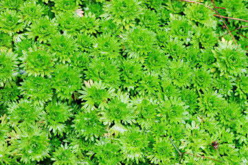 Natural background from decorative saxifraga green leaves
