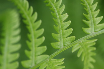 Fern Leaves