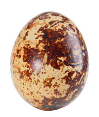 Only single light-brown egg of quail