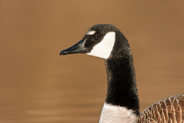 Canada Goose Portrait