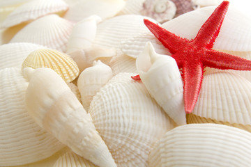 Sea shells and starfish