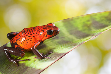 red poison dart frog on leaf