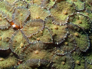 Fotobehang Duiken Anemone - Discosoma sp.  © diverstef