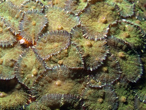 Anemone - Discosoma sp.