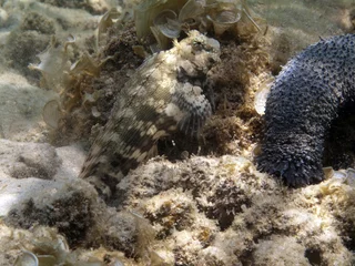 Gordijnen Jewelled  Blennie - Salarias Fasciatus © diverstef