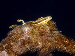 Gordijnen Variable Fangblenny - Petroscirtes Variabilis © diverstef
