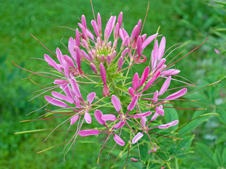 Spinnenblume