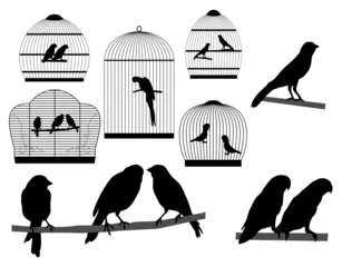 Cercles muraux Oiseaux en cages Oiseau en cage