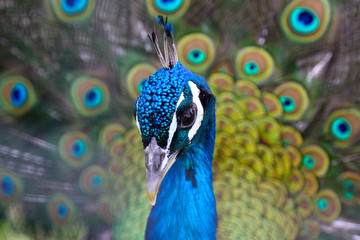 peacock