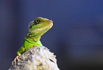 green iguana