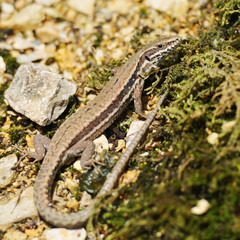 Lizard