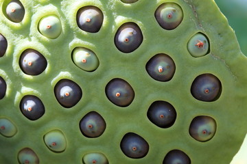 果托 (東京・上野不忍池)