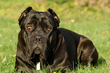 Cane corso dog portrait