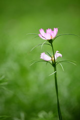 コスモス (浜離宮恩賜庭園)