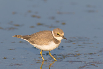 Little Ringed Plover on the shore  / Charadrius dubius