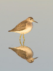 Wood Sandpiper in water with reflection / Tringa glareola