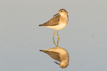 Wood Sandpiper in water with reflection / Tringa glareola