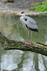 Grey Heron (ardea cinerea) resting on a tree
