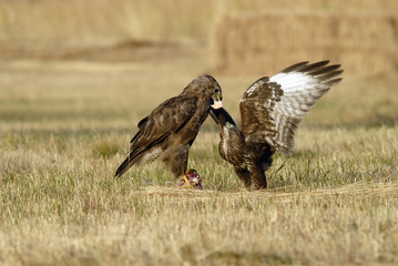 Aguilauchos ratoneros