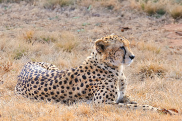 guépard qui se repose