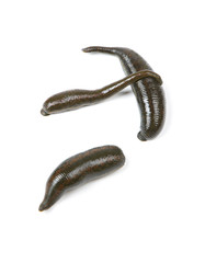 Three medicinal leeches on a white background