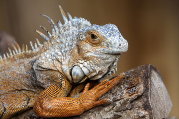 Grüner Leguan (braunes Exemplar)
