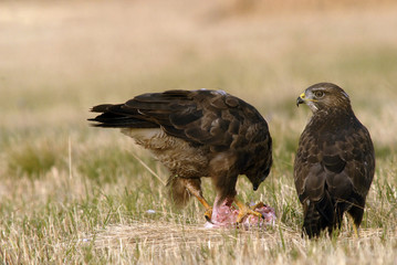 Dos aguilas ratoneros