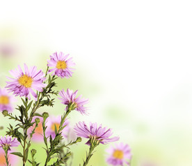 Obraz na płótnie Canvas Piękny kwiat tle z wolnego miejsca na tekst