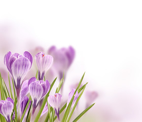 Crocus flowers background with free space for text