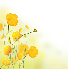 Beautiful buttercup flowers background with free space for text