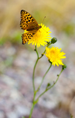 Butterfly on a flower