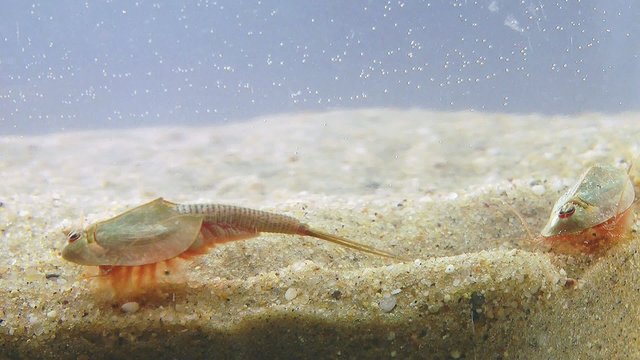 Urzeitkrebse beim Graben