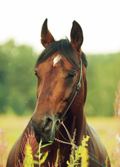 portrait of cute bay horse