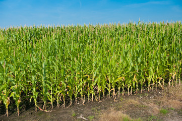 maize field