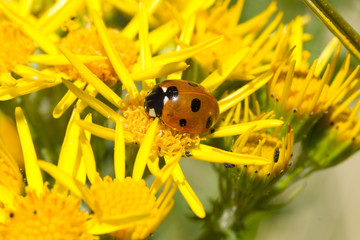 Ladybird on ragwort.