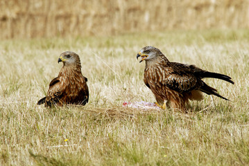 Rapaces en el campo