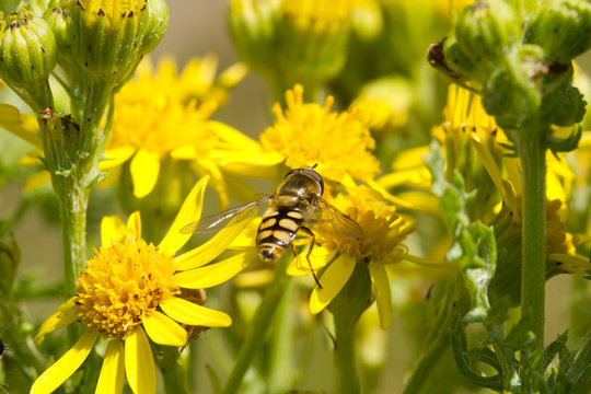 Hoverfly on ragwort.