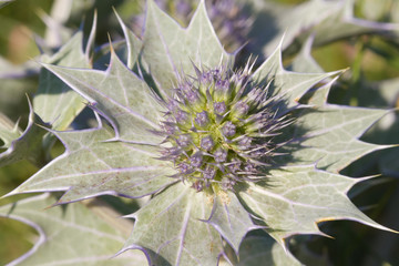 Sea holly