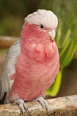 Rosa Kakadu