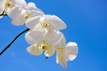 White orchid