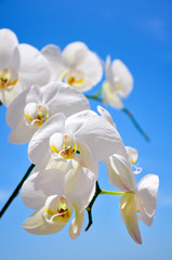 White orchid
