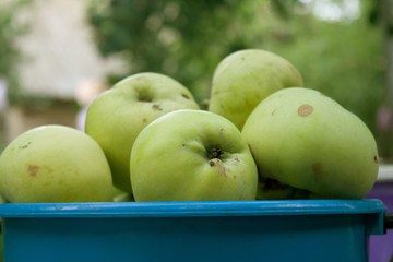 Green apples are in a bucket