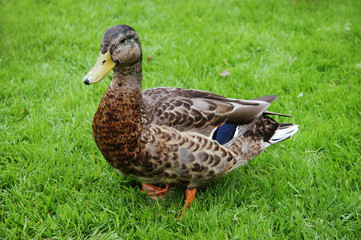 Stockente - Anas platyrhynchos